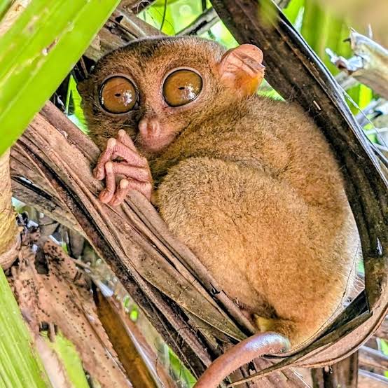 Philippine tarsier clinging to a branch at the Corella Sanctuary, Bohol