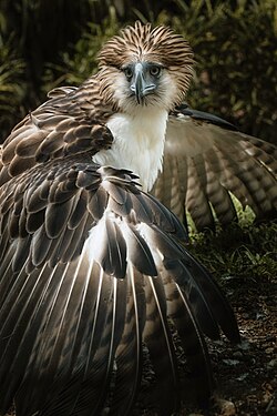 Philippine Eagle — the national bird, one of the world's largest and most endangered raptors