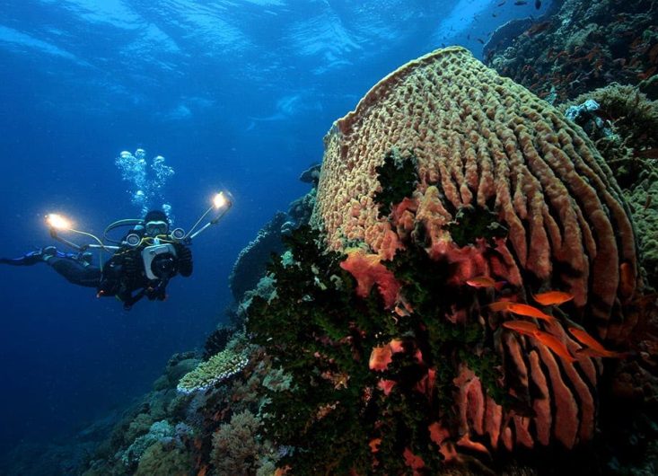 A diver gliding past a giant barrel sponge along the Verde Island Passage wall, Puerto Galera