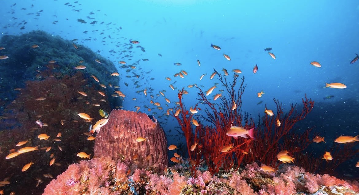 Soft-coral-lined reef wall with a red sea fan at The Canyons dive site, Puerto Galera